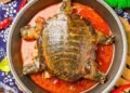 Conakry : l’UCG dénonce la consommation de tortues dans certains restaurants de Kipé