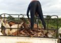 Lola : 41 bœufs abattus dans le parc de l’éleveur Adama Sacko