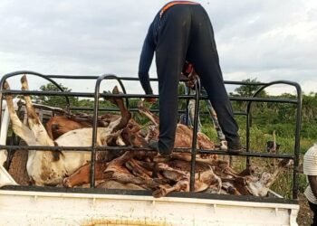 Lola : 41 bœufs abattus dans le parc de l’éleveur Adama Sacko