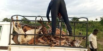 Lola : 41 bœufs abattus dans le parc de l’éleveur Adama Sacko