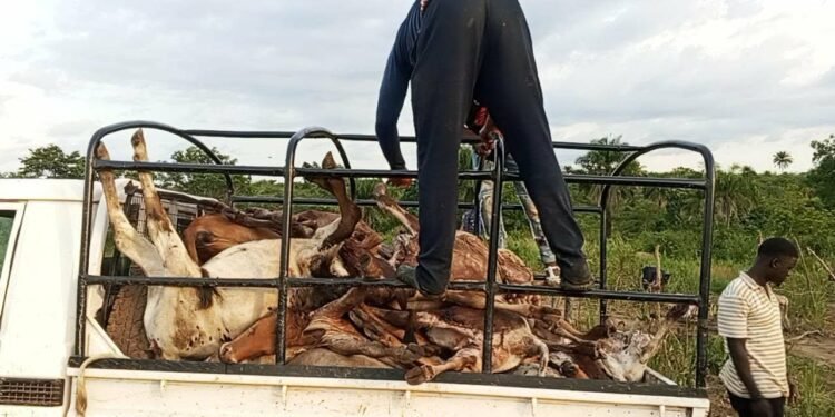 Lola : 41 bœufs abattus dans le parc de l’éleveur Adama Sacko