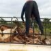 Lola : 41 bœufs abattus dans le parc de l’éleveur Adama Sacko